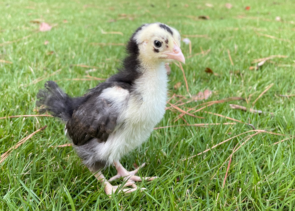 Swedish Flower Hens Chick 4