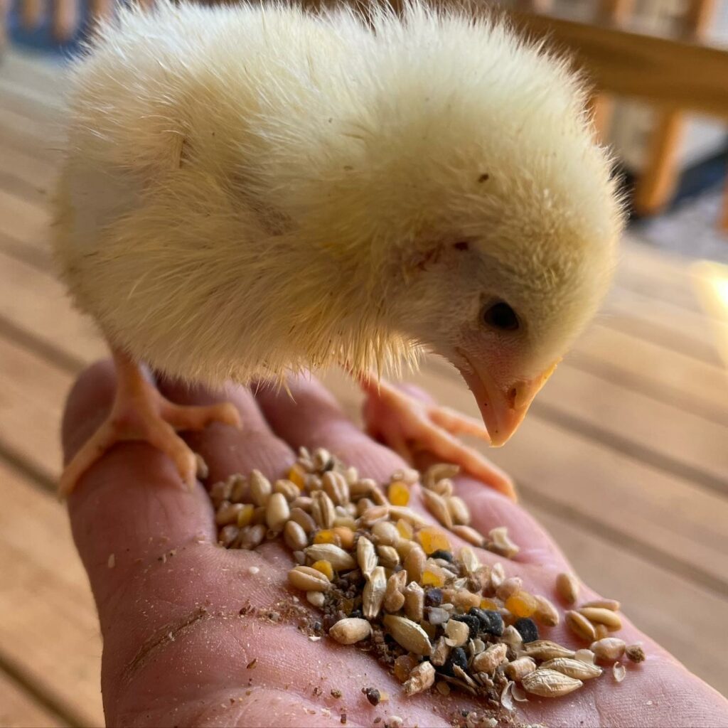 Guide to Basic Chick Care - Scratch & Peck Feeds