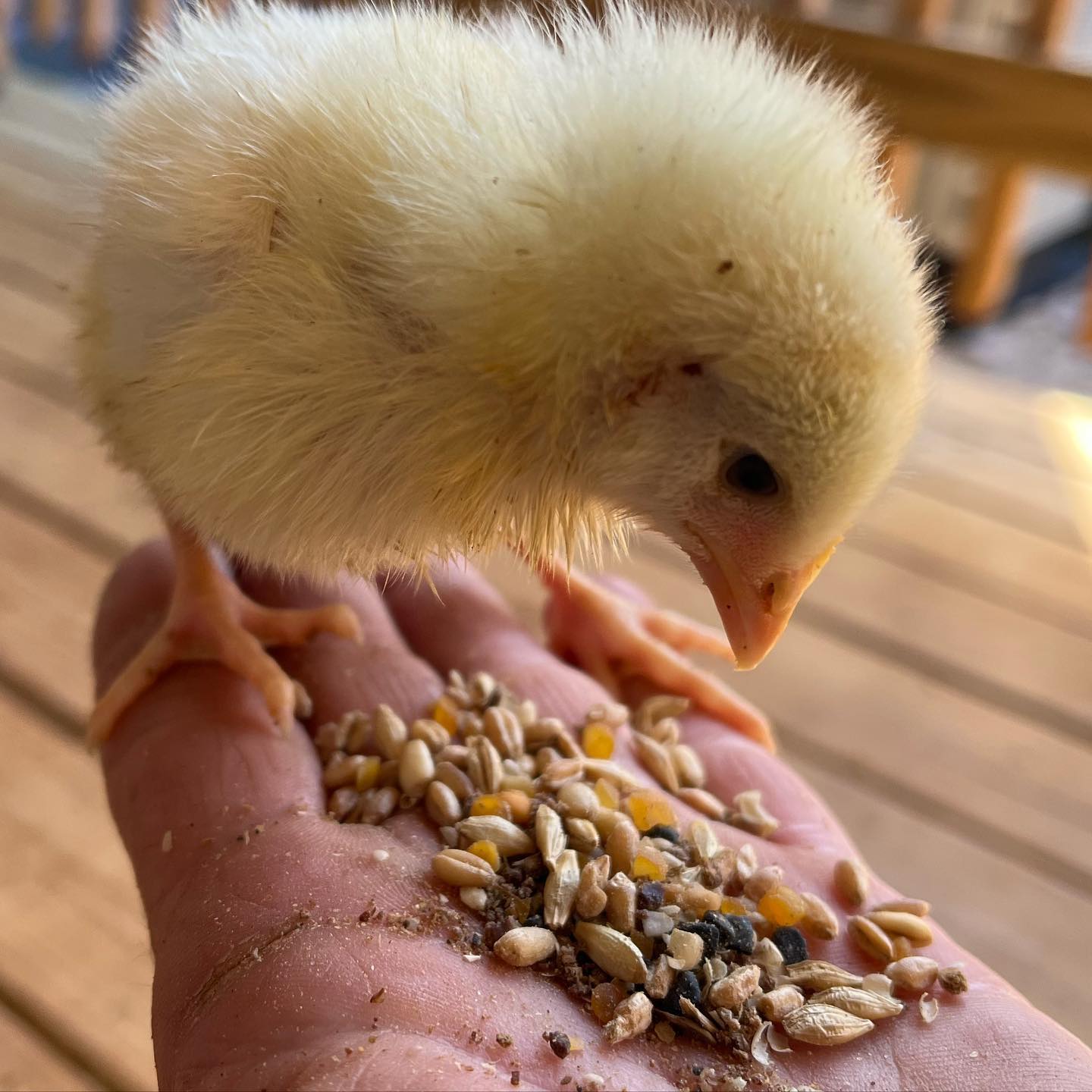 growbuildraise scratch and peck instagram paid partners 2023 03 31 12 11 44 instagram
