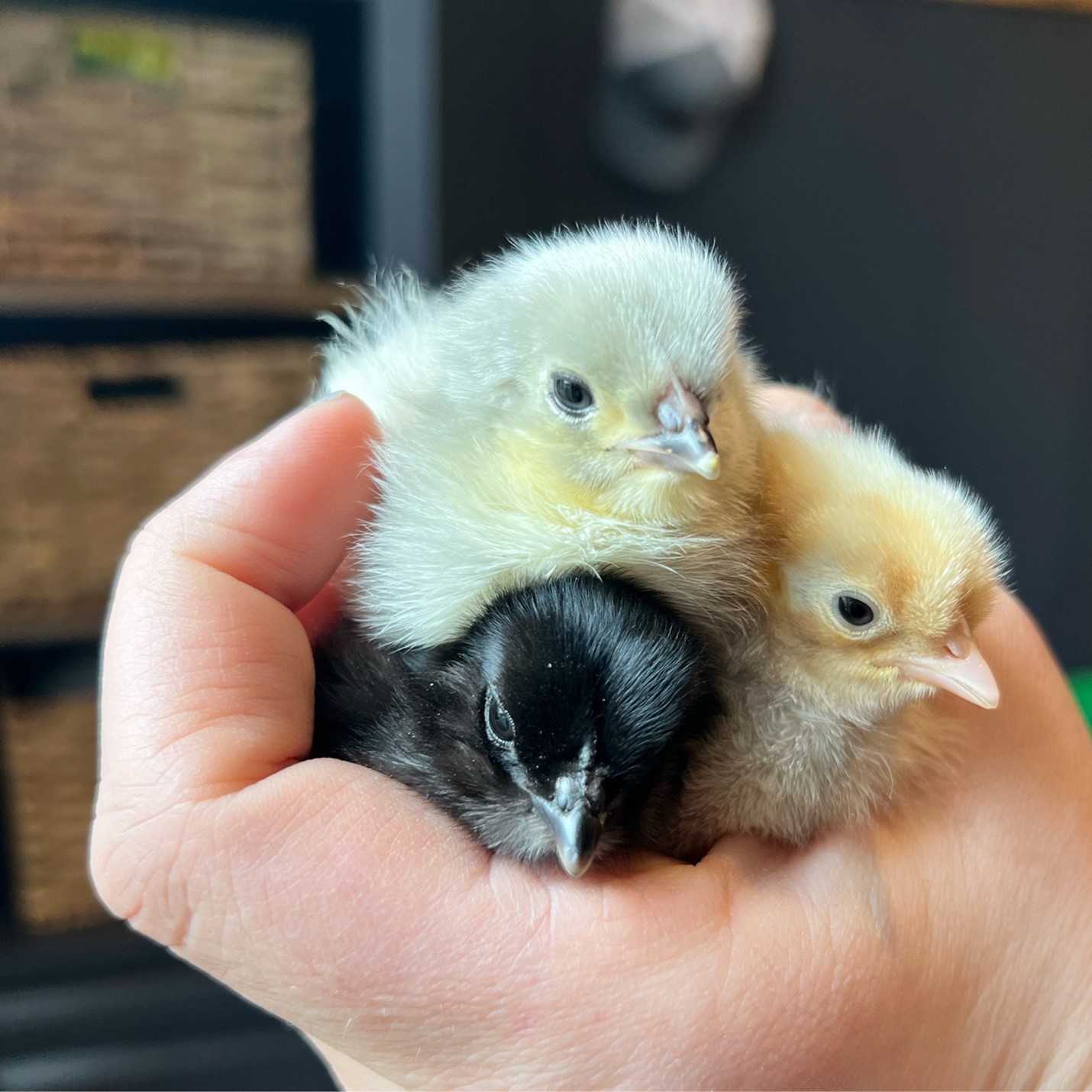 handling chicks by purely chickens