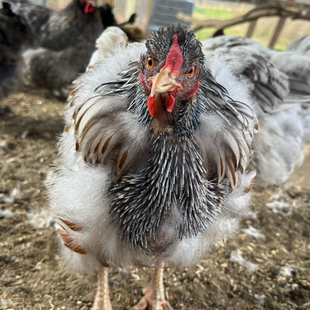 molting chippy