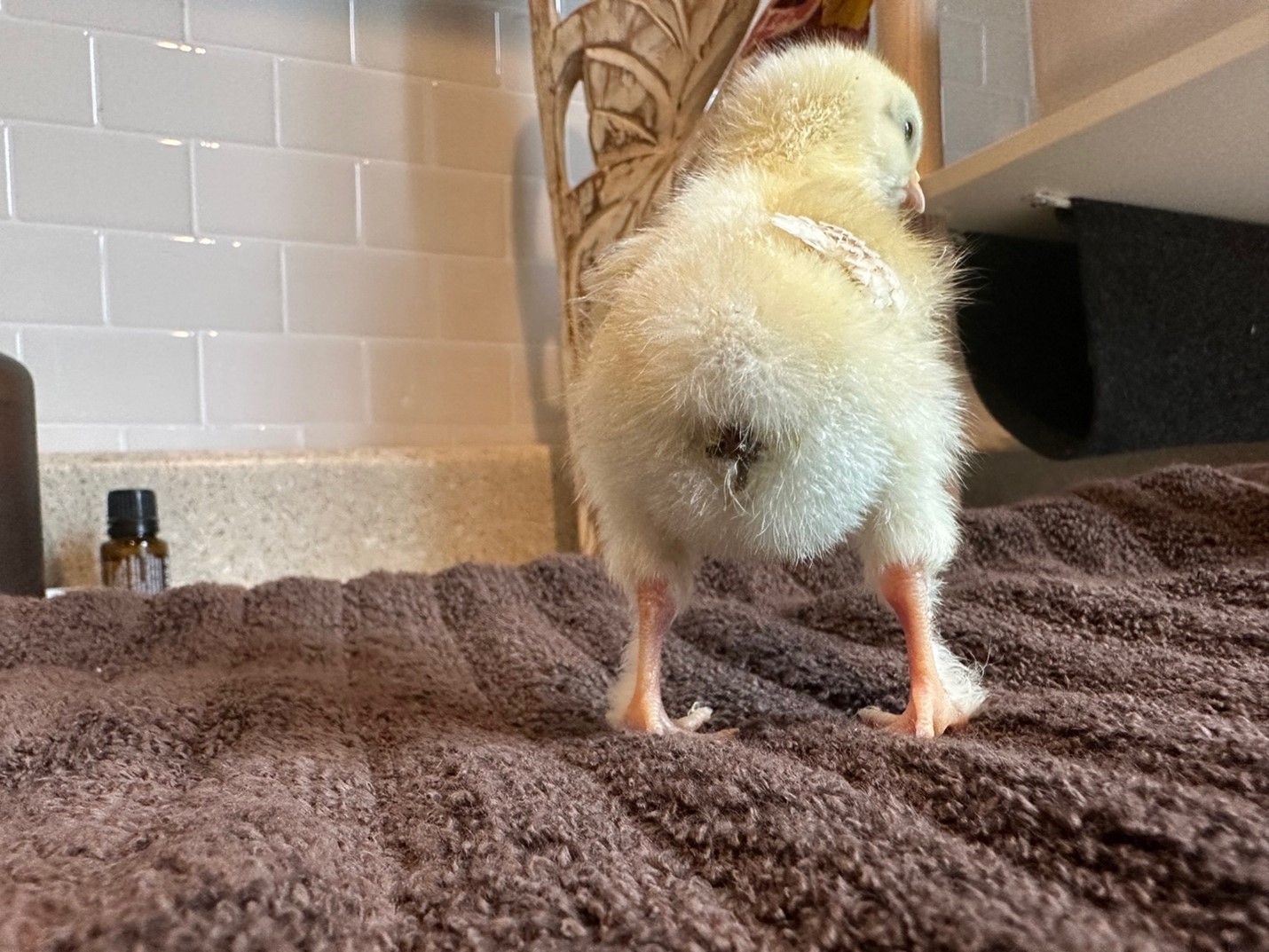 pasty butt common chick issues