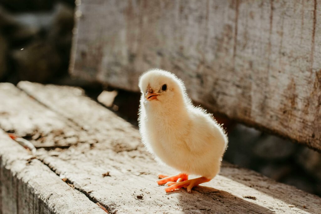 Baby chick standing on a wooden bench