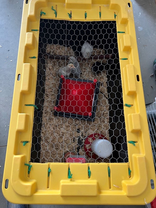 purely chickens brooder
