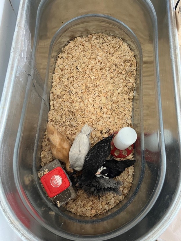 stock tank brooder purely chickens