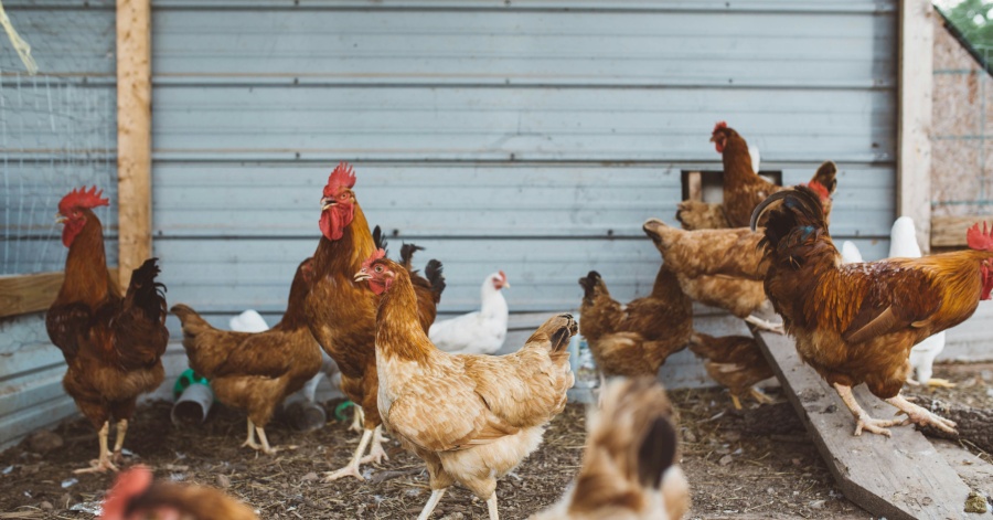 Chickens-in-a-chicken-coop-on-bedding