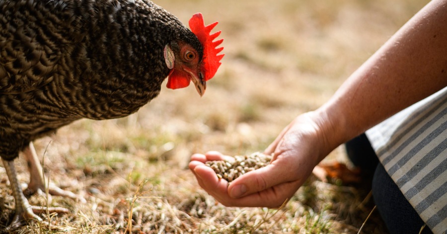 High Protein Chicken Feed_ When and Why to Choose It