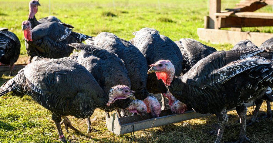 Turkey Eggs: What to Know Before Adding Them to Your Nest Box