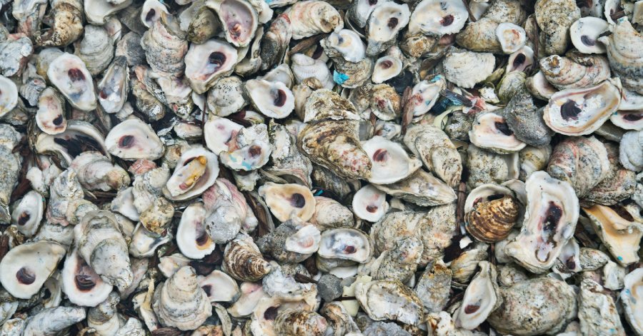 Why We Don’t Put Oyster Shell in Our Chicken Feed: What It Is and Why It Matters