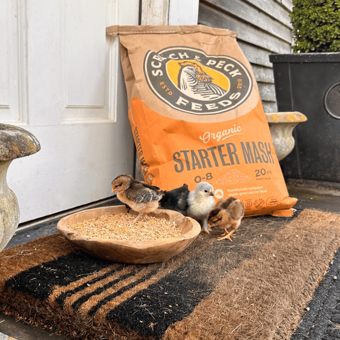 SPF 1080x1080 Chicks Starter Mash 2