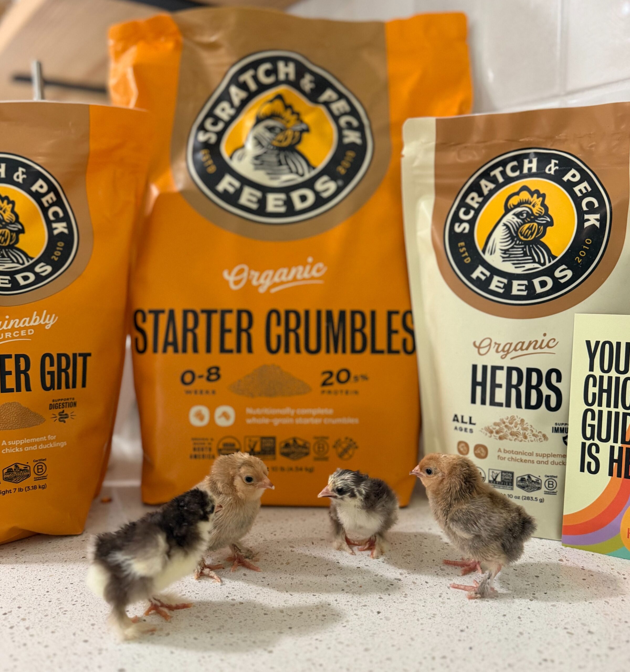 Baby chicks on kitchen counter